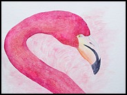 an-american-flamingo-in-galapagos-patricia-beebe