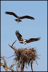 osprey-nest-building-3-david-beebe.html