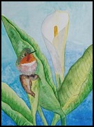 scintillant-hummingbird-on-calla-lily-patricia-beebe