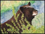 black-bear-at-yellowstone-patricia-beebe