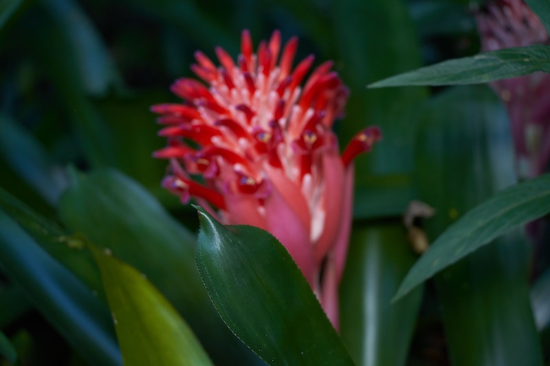 Bromeliad-001