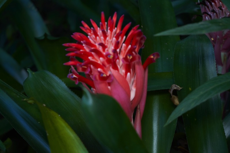 Bromeliad-013