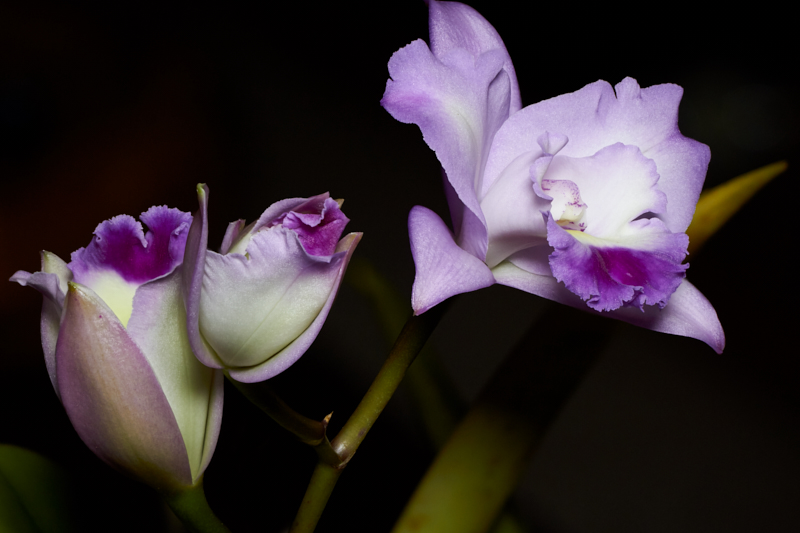 OrchidCloseup