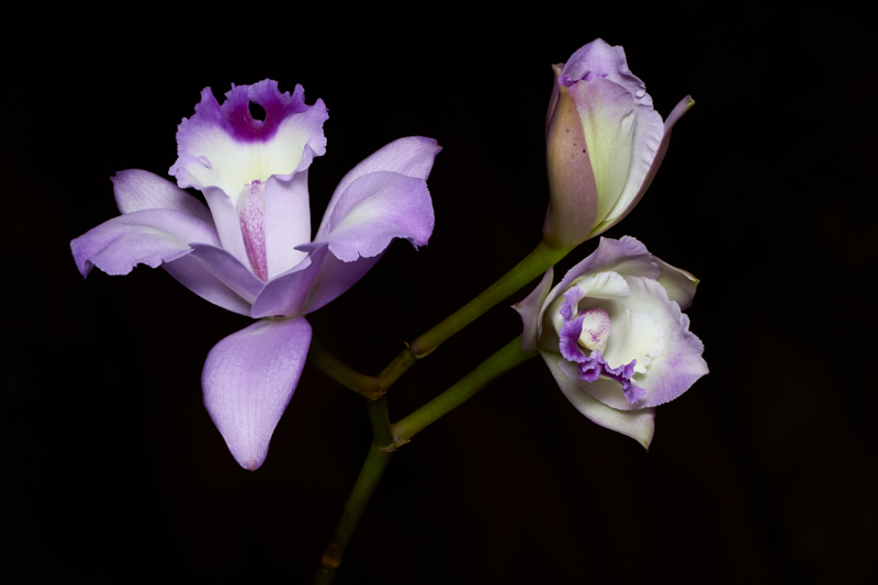 OrchidTrio