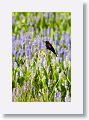 Red-winged Blackbird perched on wild rice