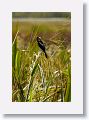 Bobolink perched on wild rice