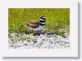 Killdeer sitting on 4 eggs just days from hatching