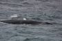 Image890 * Fin Whale