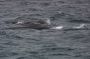 Image891 * Fin Whales