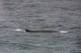 Image893 * Fin Whale