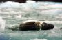 Image913 * Harbor Seals