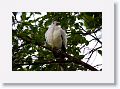 Pied Imperial-pigeon.