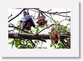 Spectacled Flying Fox with Baby next to Little Red Flying Foxes.