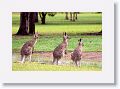 Eastern Grey Kangaroos, Mareeba Golf Course.