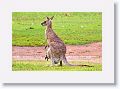 Eastern Grey Kangaroos, Mareeba Golf Course.