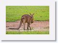 Eastern Grey Kangaroo, Mareeba Golf Course.