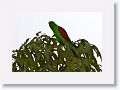 Red-winged Parrot.