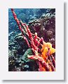 Dive Leonora's Reef 58' 69m 32% Nitrox