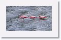 Chilean Flamingoes at Laguna Armaga