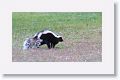 Humboldt's hog-nosed skunk
