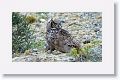 Magellanic Horned Owl