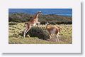 Young male Guanacos sparing