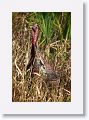 Turkey on Marsh Rabbit Run trail
