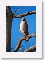 Red-shouldered Hawk on Heron Hideout Trail