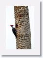 Pileated Woodpecker Female At Nest Hole