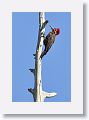 Pileated Woodpecker, male