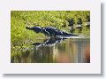 Humpback, the world famous alligator