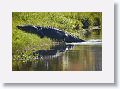 Humpback, the world famous alligator