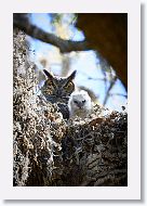 Great Horned Owl with chick