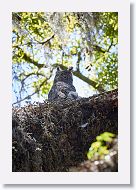 Great Horned Owl with chick