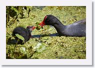 Common Gallinule with chick
