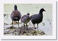 Common Gallinules with large chick