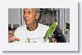 Cuban Parakeet taxidermy