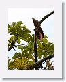 Great Lizard-Cuckoo