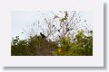 Red-shouldered Blackbirds