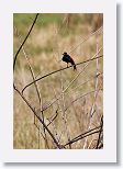 Red-shouldered Blackbird