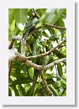 Cuban Parakeet