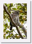 Cuban Pygmy Owl