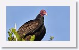 Turkey Vultur