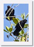Red-shouldered Blackbird