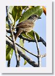 Zapata Sparrow