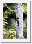 West Indian Woodpecker