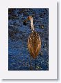 Limpkin with Apple Snail