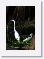 Great Egret and Snowy Egret in breeding plumage
