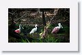 Roseate Spoonbills and Snowy Egret in breeding plumage
