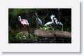 Roseate Spoonbill and Snowy Egrets in breeding plumage